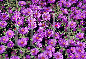 Picture of Symphyotrichum novae-angliae 'Purple Dome'