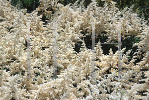 Picture of Astilbe x arendsii 'Bridal Veil (Brautschleir)'