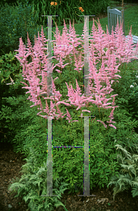 Picture of Astilbe x arendsii 'Cattleya'