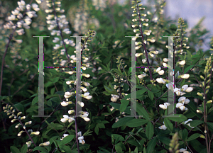 Picture of Baptisia pendula 