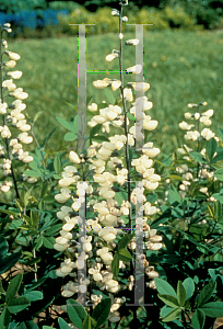 Picture of Baptisia pendula 