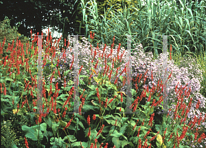 Picture of Polygonum amplexicaule 'Speciosa (Firetail)'