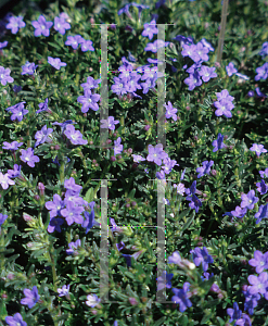 Picture of Lithodora diffusa 'Grace Ward'