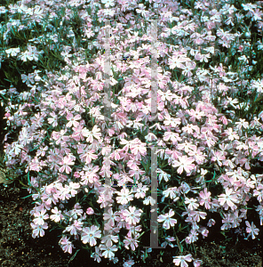 Picture of Phlox subulata 'Oakington Blue Eyes'