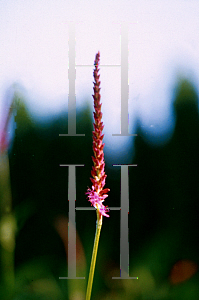 Picture of Polygonum amplexicaule 'Speciosa (Firetail)'