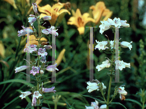 Picture of Penstemon  'Sour Grapes'