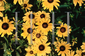 Picture of Rudbeckia fulgida var. speciosa 'Viette's Little Suzy'