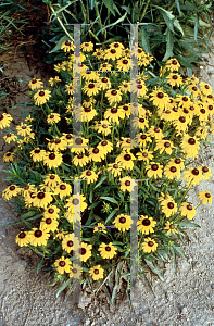 Picture of Rudbeckia fulgida var. speciosa 'Viette's Little Suzy'