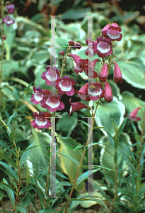 Picture of Penstemon  'Purple Passion'