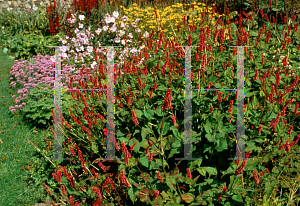 Picture of Polygonum amplexicaule 'Taurus'