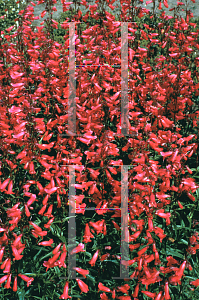 Picture of Penstemon gloxinoides 'Ruby'