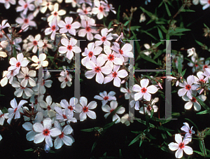 Picture of Phlox  'Chattahoochee'