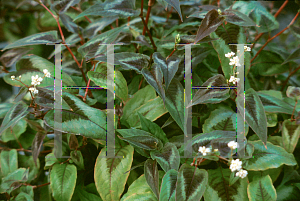 Picture of Polygonum microcephalum 'Red Dragon'