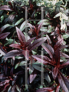 Picture of Penstemon digitalis 'Husker Red'