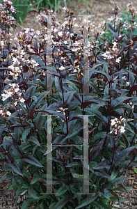 Picture of Penstemon digitalis 'Husker Red'