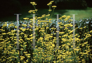 Picture of Patrinia scabiosifolia 