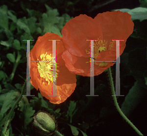 Picture of Papaver nudicaule 'Wonderland Mix'