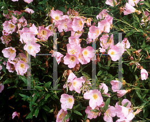 Picture of Oenothera speciosa 