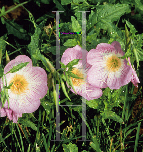 Picture of Oenothera speciosa 