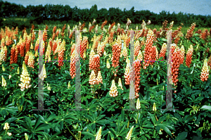 Picture of Lupinus polyphyllus 'Russell Hybrid'