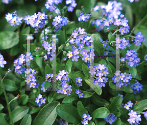 Picture of Myosotis sylvatica 'Victoria Blue'