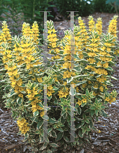 Picture of Lysimachia punctata 'Alexander'