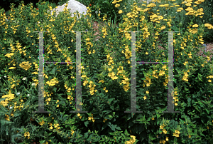 Picture of Lysimachia punctata 