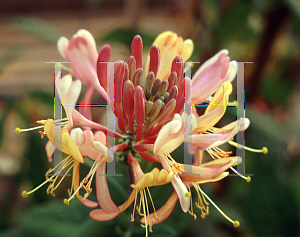 Picture of Lonicera x heckrottii 'Goldflame'