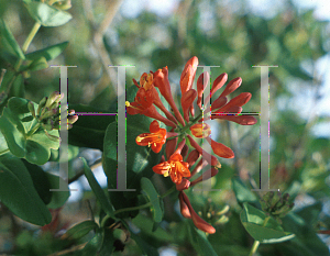 Picture of Lonicera x brownii 'Dropmore Scarlet'