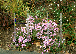 Picture of Symphyotrichum dumosum 'Wood's Pink'