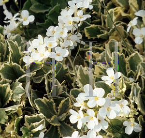 Picture of Arabis caucasica 'Variegata'