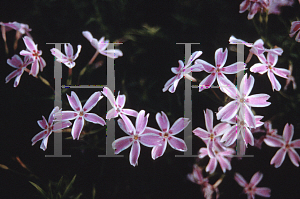 Picture of Phlox subulata 'Candy Stripes'