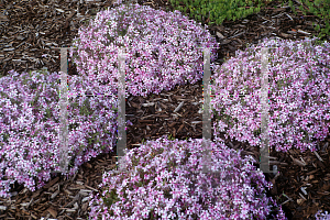 Picture of Phlox subulata 'Apple Blossom'