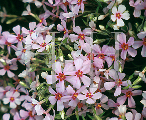 Picture of Phlox subulata 'Apple Blossom'