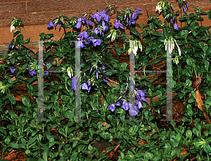 Picture of Phlox stolonifera 'Sherwood Purple'