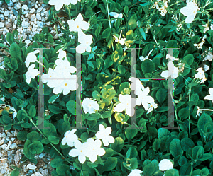 Picture of Phlox stolonifera 'Bruce's White'