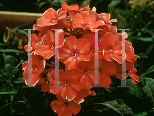 Picture of Phlox paniculata 'Orange Perfection'