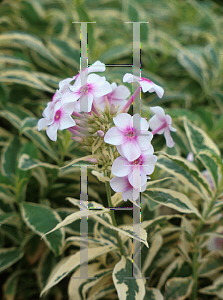 Picture of Phlox paniculata 'Nora Leigh'