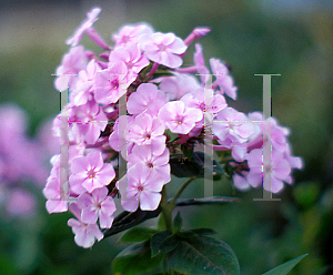 Picture of Phlox paniculata 'Juliet'