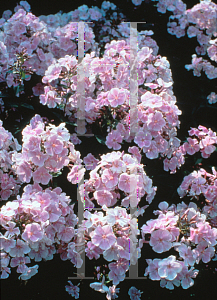 Picture of Phlox paniculata 'Franz Schubert'