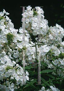 Picture of Phlox paniculata 'David'