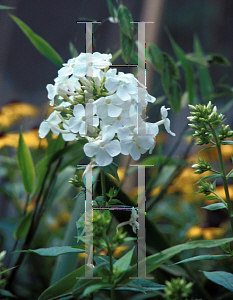 Picture of Phlox paniculata 'David'