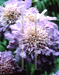 Picture of Scabiosa columbaria 'Butterfly Blue'