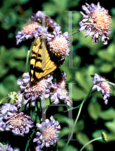 Picture of Scabiosa columbaria 'Butterfly Blue'