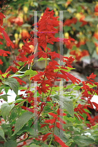 Picture of Salvia splendens 'Van Houttei'