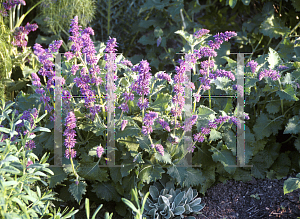 Picture of Salvia verticillata 'Purple Rain'