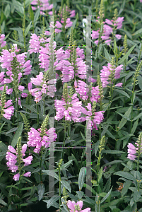 Picture of Physostegia virginiana 'Red Beauty'