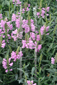 HORTICOPIA®-- Physostegia 'Red (Obedient Plant, Dragonhead)