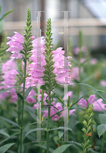 Picture of Physostegia virginiana 'Red Beauty'