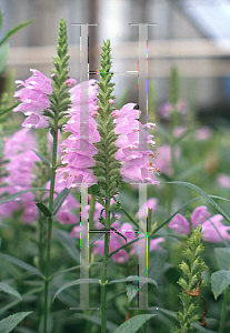 HORTICOPIA®-- Physostegia 'Red (Obedient Plant, Dragonhead)